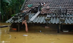 'Gặm mì tôm sống chung với lũ'